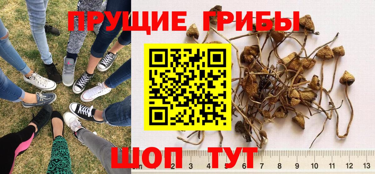 Тихорецк  Галлюциногенные грибы Psilocybe  Галлюциногенные грибы Psilocybine cubensis  Вход с VPN 